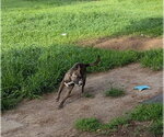 Small #3 Labrador Retriever Mix