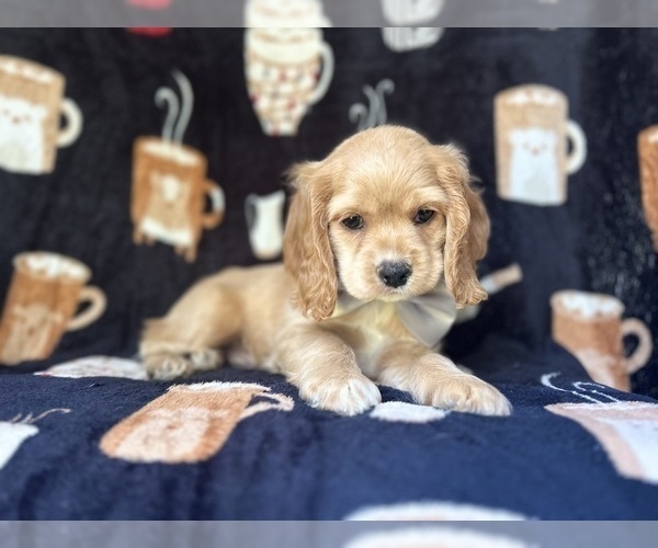 Medium Photo #4 Cocker Spaniel Puppy For Sale in LAKELAND, FL, USA