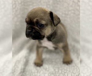 French Bulldog Puppy for sale in CHARLESTON, SC, USA