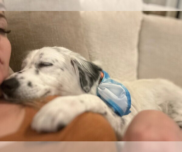 Medium Photo #13 Australian Shepherd-Unknown Mix Puppy For Sale in Sandy, UT, USA