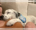 Small #12 Australian Shepherd Mix