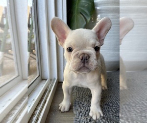 Medium French Bulldog