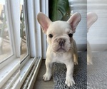 Puppy Marshmello French Bulldog