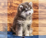 Small #5 Pomsky