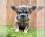 Small Photo #5 French Bulldog Puppy For Sale in STUDIO CITY, CA, USA