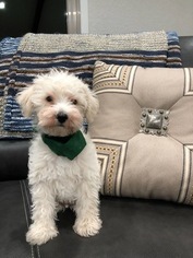 Schnoodle (Miniature) Puppy for sale in WHARTON, TX, USA
