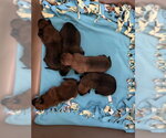 TIMMY - Male Mutt Dog for Adoption - Small photo