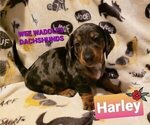 Small Photo #2 Dachshund Puppy For Sale in WALLACE, CA, USA