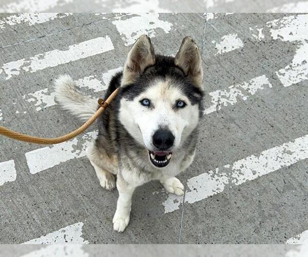 Medium Photo #2 Siberian Husky Puppy For Sale in Orange, CA, USA