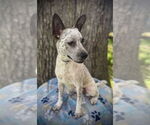 Small #1 Boston Terrier Mix