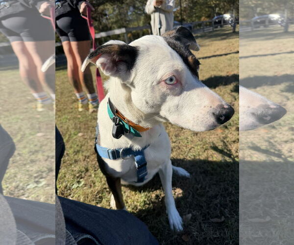Medium Photo #11 Catahoula Leopard Dog-Unknown Mix Puppy For Sale in Oakhurst, NJ, USA