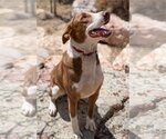Small #2 American Pit Bull Terrier-Australian Shepherd Mix