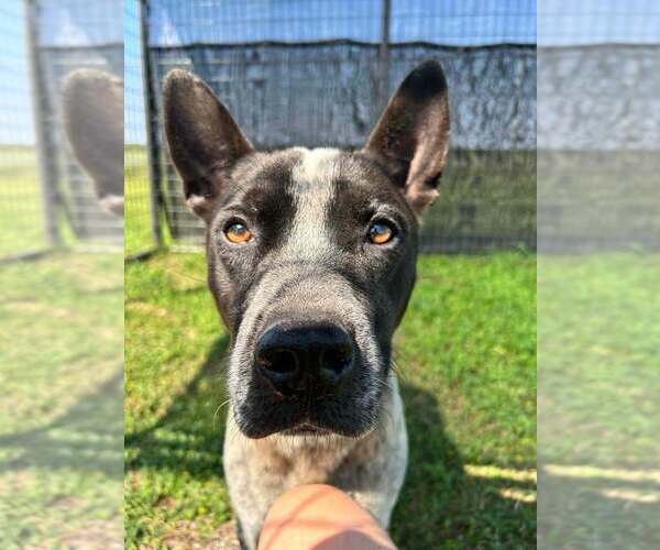 Medium Photo #3 Mutt Puppy For Sale in Abbeville, LA, USA
