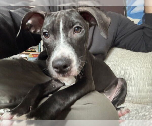 Medium Photo #10 American Pit Bull Terrier-Labrador Retriever Mix Puppy For Sale in Brewster, NY, USA