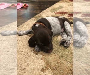 German Wirehaired Pointer Puppy for sale in MENDON, UT, USA