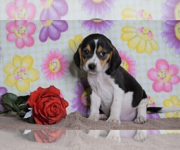 Medium Photo #2 Beagle Puppy For Sale in FREDERICKSBG, OH, USA