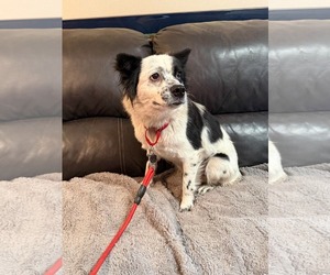 Juniper - Female Cocker Spaniel-Unknown Mix Dog for Adoption - Photo #4