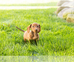 Small #11 Dachshund