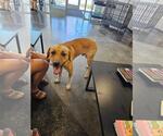 Small #1 Labrador Retriever Mix