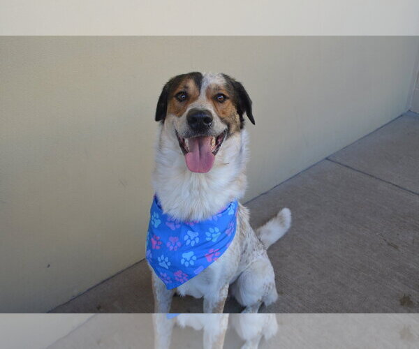 Medium Photo #2 Mutt Puppy For Sale in McKinney, TX, USA