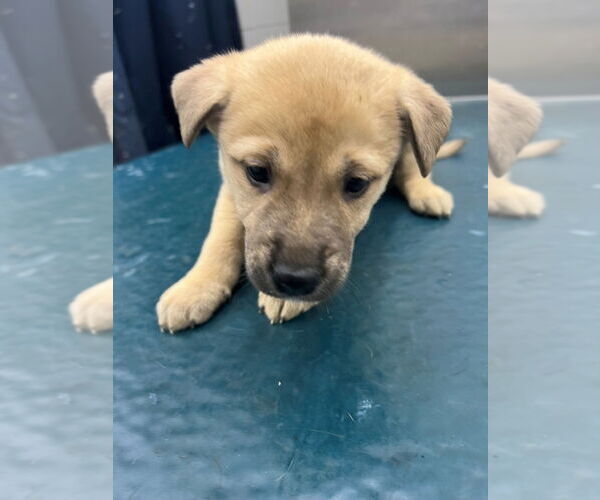 Medium Photo #1 Siberian Husky-Unknown Mix Puppy For Sale in Mobile, AL, USA