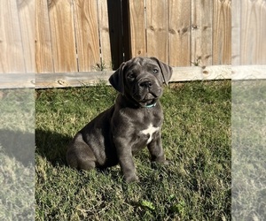 Cane Corso Puppy for sale in PRAIRIE GROVE, AR, USA
