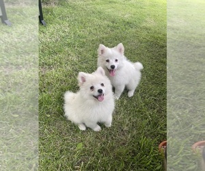 Pomsky Puppy for sale in ROMULUS, MI, USA