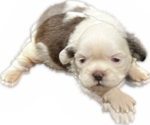 Puppy 1 Shih Tzu