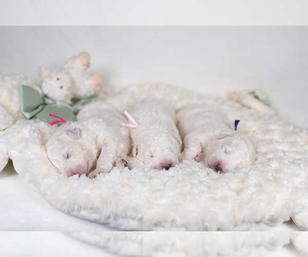 Medium Photo #18 Great Pyrenees Puppy For Sale in CONWAY, MO, USA