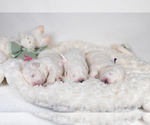 Small #17 Great Pyrenees