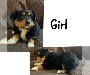 Miniature Australian Shepherd Puppy for sale in NEW WASHINGTN, IN, USA