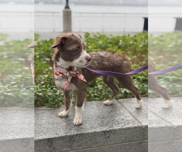 Medium Photo #7 Pekingese-Unknown Mix Puppy For Sale in Westwood, NJ, USA