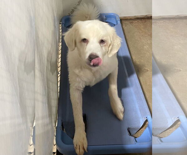 Medium Photo #14 Great Pyrenees-Unknown Mix Puppy For Sale in Houston, TX, USA