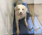 Small #13 Great Pyrenees Mix