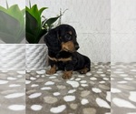 Small #4 Dachshund
