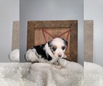 Small #2 Miniature Australian Shepherd