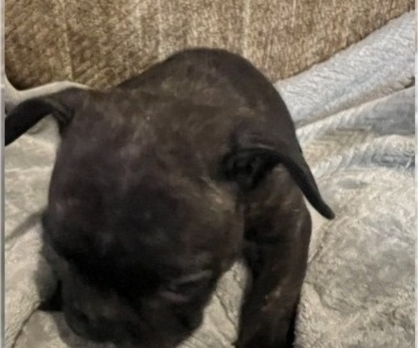 Medium Photo #18 French Bulldog Puppy For Sale in OCALA, FL, USA