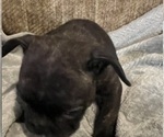 Small #17 French Bulldog
