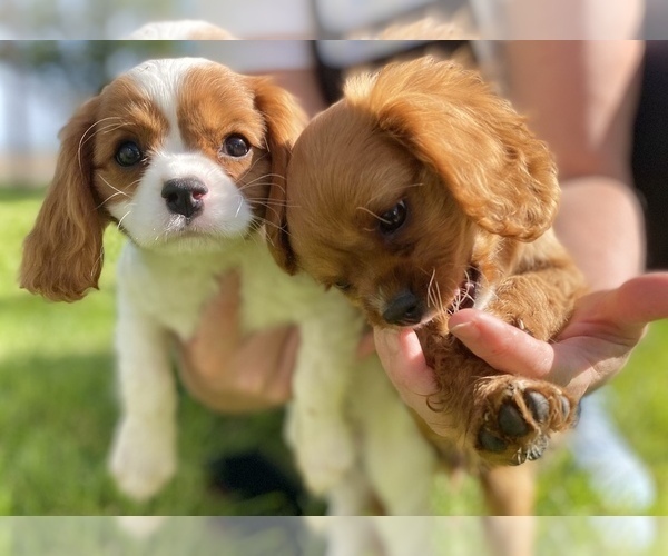 Medium Photo #6 Cavalier King Charles Spaniel Puppy For Sale in COLORADO SPRINGS, CO, USA