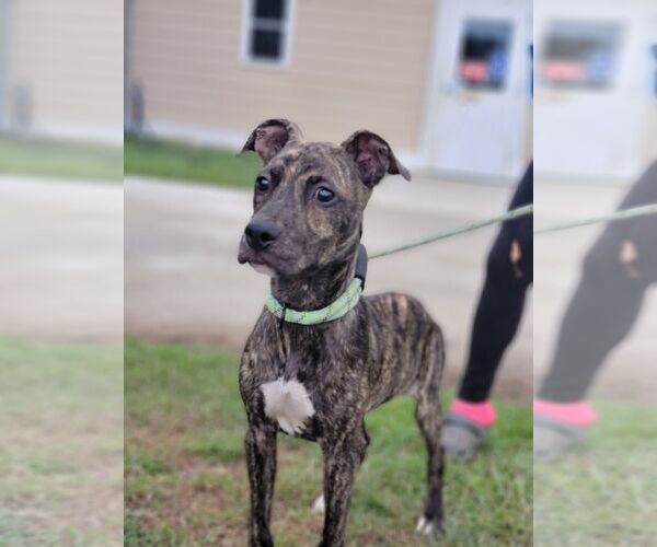 Medium Photo #2 Boxador Puppy For Sale in Orangeburg, SC, USA