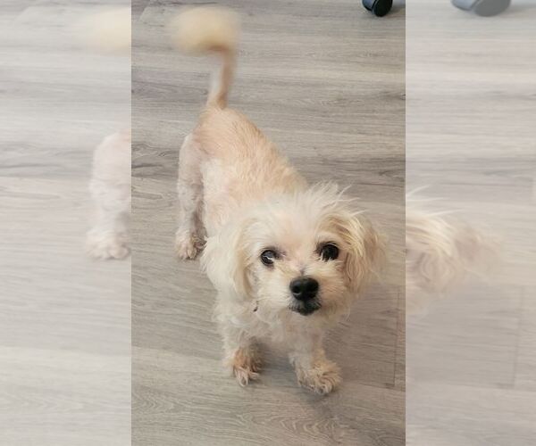 Medium Photo #2 Maltese Puppy For Sale in Carrollton, TX, USA
