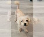 Small #1 Maltese