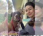 Small #1 American Pit Bull Terrier