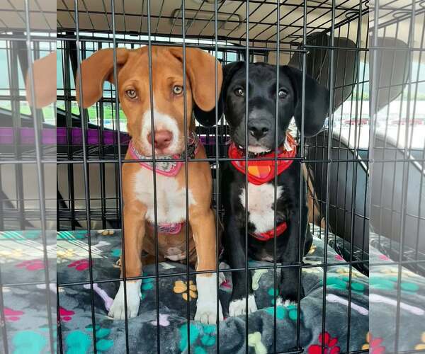 Medium Photo #8 Mutt Puppy For Sale in Mount Laurel, NJ, USA