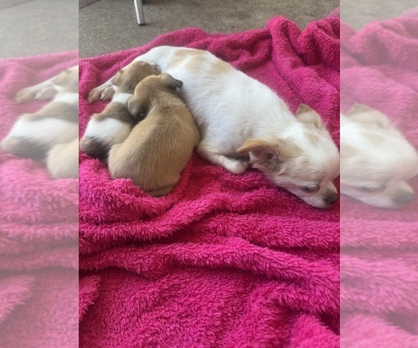 Medium Photo #1 Chihuahua Puppy For Sale in YORK, PA, USA