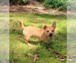 Chihuahua-Unknown Mix Dogs for adoption in Greenville, SC, USA