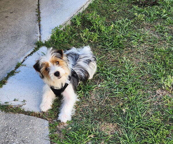 Medium Photo #1 Yorkshire Terrier Puppy For Sale in CENTER HILL, FL, USA