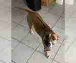 Small Photo #3 German Shepherd Dog-Rhodesian Ridgeback Mix Puppy For Sale in ALBUQUERQUE, NM, USA