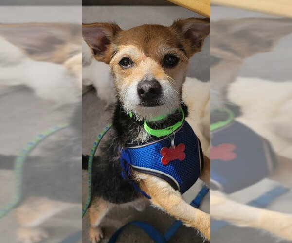 Medium Photo #4 Mutt Puppy For Sale in San Diego, CA, USA