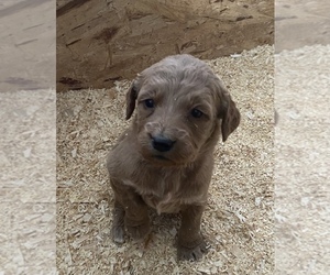 Goldendoodle Puppy for sale in RUSH CITY, MN, USA